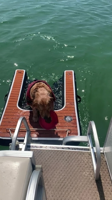 ریمپ قابل تنظیم قابل انعطاف قابل حمل برای سگ ریمپ پرتاب قابل حمل برای سگ ریمپ قفسه ای پله حیوانات خانگی ریمپ سگ برای استخر ها، دریاچه ها، قایق ها و قفسه